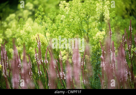 Persicaria amplexicaulis 'Rosea', Renouée bistorte Banque D'Images