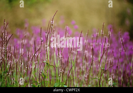 Persicaria amplexicaulis 'Rosea', Renouée bistorte Banque D'Images