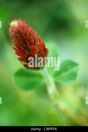 Trifolium incarnatum, trèfle trèfle, italien Banque D'Images