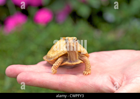 Une Tortue tabatière albinos (Terrapene carolina carolina) dans une main humaine. Banque D'Images