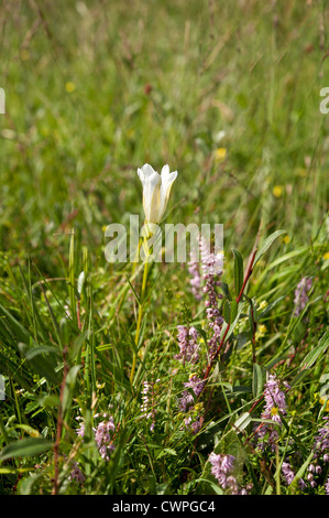 Gentiane Gentiana pneumonanthe, marais, forma alba, Bartley Heath, Hampshire, Royaume-Uni. En août. Banque D'Images