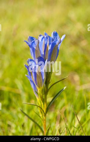 Gentiane Gentiana pneumonanthe marais, Bartley, Heath, Hampshire, Royaume-Uni. En août. Banque D'Images