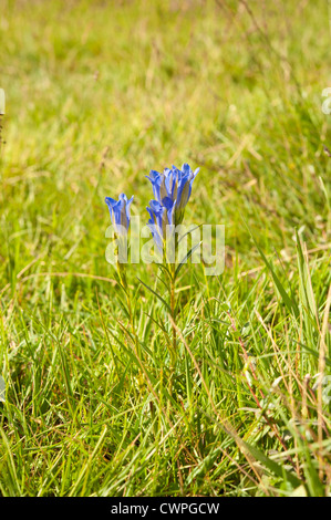 Gentiane Gentiana pneumonanthe marais, Bartley, Heath, Hampshire, Royaume-Uni. En août. Banque D'Images