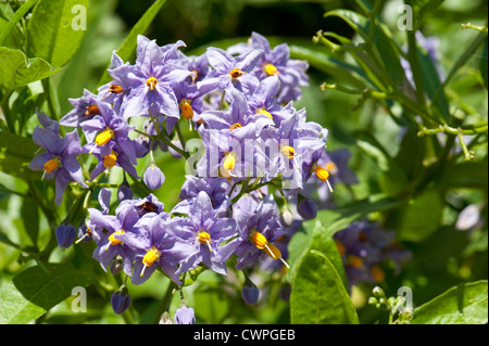 Le duc d'Argyll, Teaplant Le Lycium barbarum, la floraison de Ranmore Common, Surrey, UK. En août. Banque D'Images