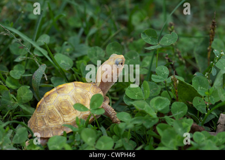 Un bébé tortue tabatière albinos (Terrapene carolina carolina) dans l'herbe. Banque D'Images