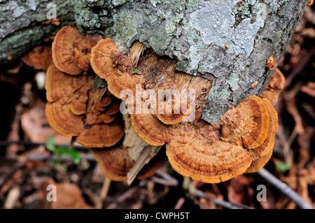 De plus en plus de champignons sur tronc d'arbre mort. Banque D'Images