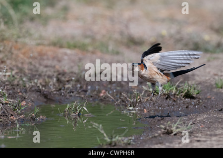 Hirondelle rousseline Hirundo daurica vol dans la boue pour la collecte de matériaux de nidification.Printemps. Espagne Banque D'Images