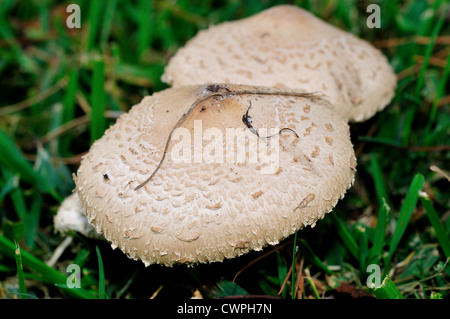 Champignons blancs sauvages (Agaricus campestris) sur l'herbe verte. Banque D'Images