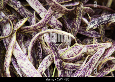 Haricots langue de dragon à la Berkeley Farmers' Market Banque D'Images