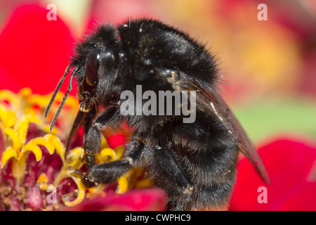 Bumblebee diligent. Fleurs de zinnia Zinnia (hybrida) avec bourdon noir. Banque D'Images