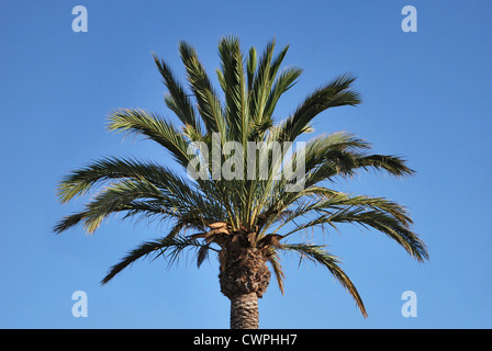 Palm Tree on Blue Sky Banque D'Images