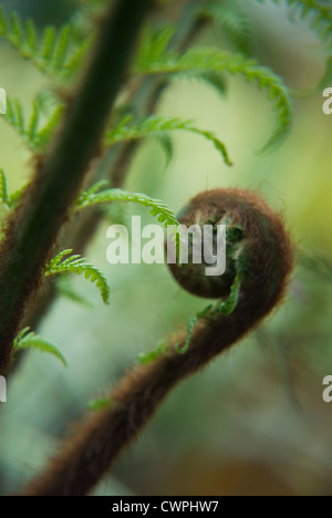 Dicksonia antartica, Fougère, fougère arborescente Banque D'Images