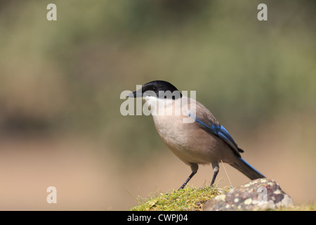 Azure-winged Magpie (Cyanopica cyanus). L'Estrémadure. L'Espagne. Banque D'Images