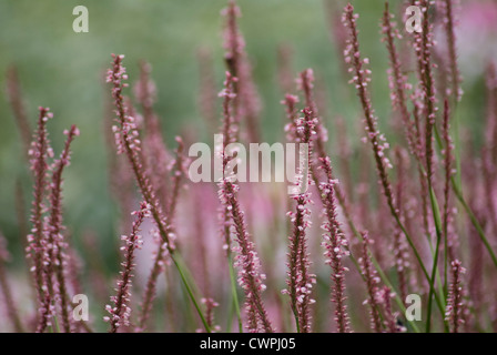 Persicaria amplexicaulis 'Rosea', Renouée bistorte Banque D'Images