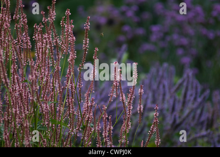 Persicaria amplexicaulis 'Rosea', Renouée bistorte Banque D'Images