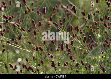 Sanguisorba officinalis, pimprenelle Banque D'Images