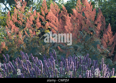 Macleaya cordata, Plume poppy Banque D'Images