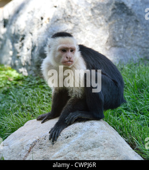 Singe Capucin White-Throated assis sur une pierre Banque D'Images