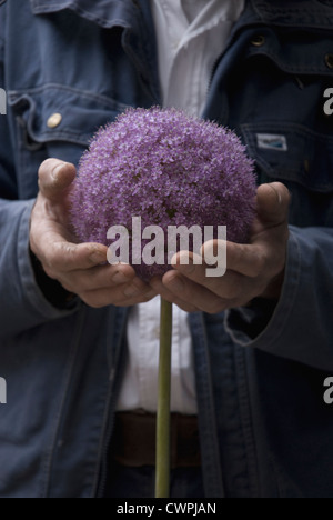 Allium giganteum, Allium Banque D'Images