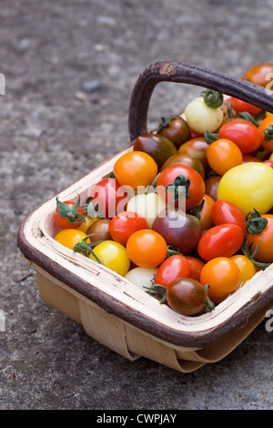 Lycopersicon esculentum. Variété de tomates fraîchement cueillies dans un trug en bois. Banque D'Images