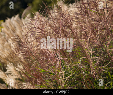 Miscanthus sinensis 'Sirene', herbe d'argent japonais Banque D'Images