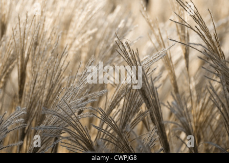 Miscanthus sinensis, Miscanthus, herbe d'argent chinois Banque D'Images