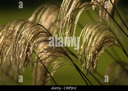 Miscanthus nepalensis, herbe de fées de l'himalaya Banque D'Images