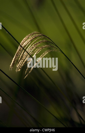 Miscanthus nepalensis, herbe de fées de l'himalaya Banque D'Images