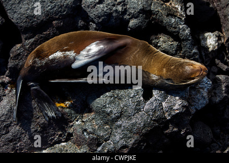 Les otaries à fourrure, Puerto Egas, James Island, les îles Galapagos. Banque D'Images