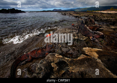 Iguane marin et Sally Lightfoot Crab, Îles Galápagos Banque D'Images