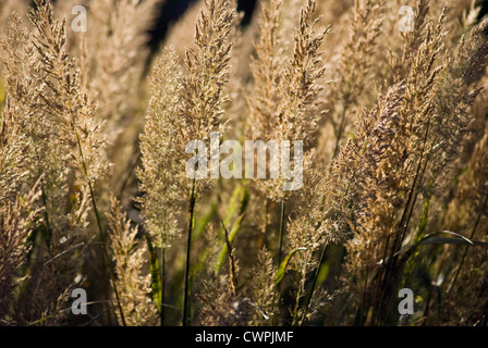 Calamagrostis brachytricha, Calamagrostis plume Coréen Banque D'Images