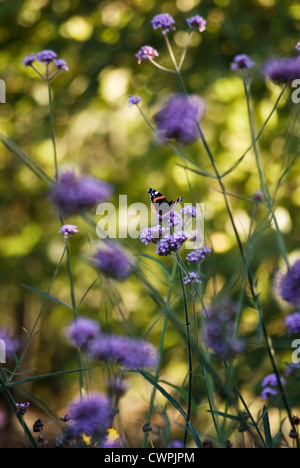 Verbena bonariensis, Verveine, verveine brésilien Banque D'Images