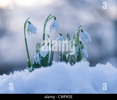 Snowdrop, Galanthus, fleurs blanches sur des tiges émergentes dans la neige. Banque D'Images