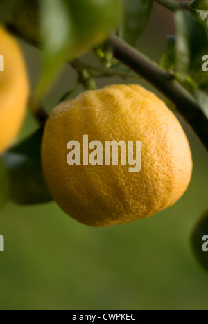 Citrus bergamia, bergamote, agrumes Banque D'Images