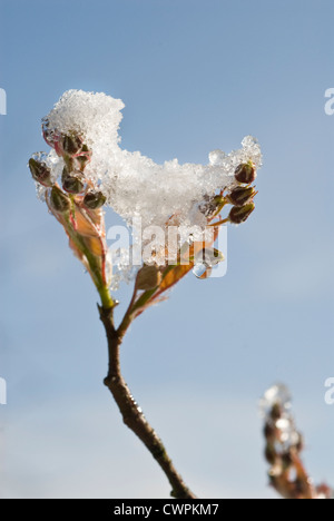 L'Amelanchier lamarckii, Snowy mespilus Banque D'Images