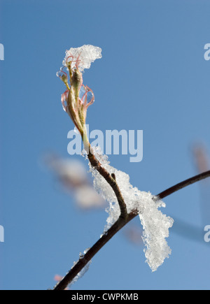 L'Amelanchier lamarckii, Snowy mespilus Banque D'Images