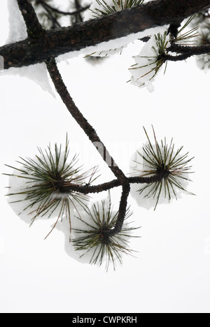 Abies, Picea, Pinus, pin, sapin, épicéa, Banque D'Images