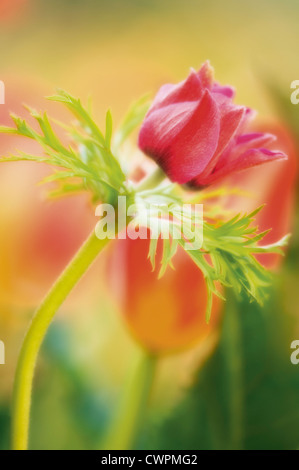 Anémone Anémone coronaria, Banque D'Images