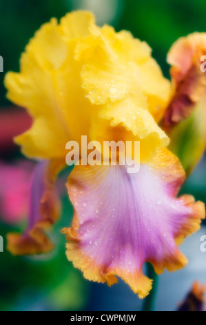 Iris germanica, Iris, iris Banque D'Images