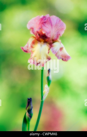 Iris germanica, Iris, iris Banque D'Images