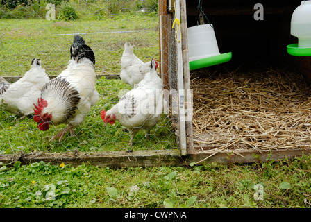 Les poules légères du Sussex fourragent sur les prairies dans une unité de pliure mobile donnant accès à l'aire de répartition et à l'abri, pays de Galles, Royaume-Uni Banque D'Images