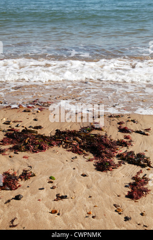 Des algues sur une plage de North Norfolk, Angleterre, Royaume-Uni Banque D'Images