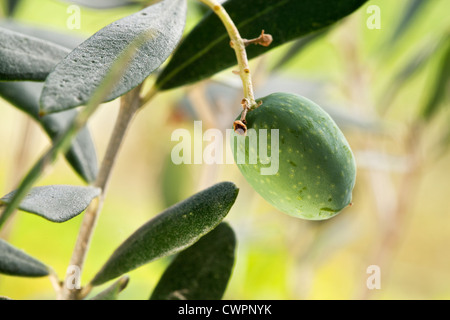 Olive verte sur la direction générale sur le fond de la nature. Banque D'Images