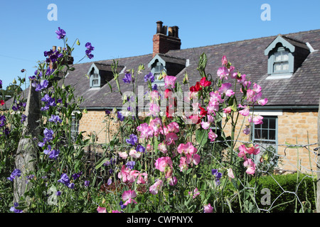 Les petits pois en fleurs dans les jardins du musée Beamish cottages des mineurs, Angleterre du Nord-Est, Royaume-Uni Banque D'Images