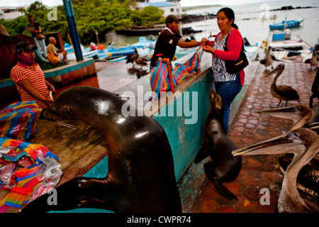 Lion de mer en essayant de voler le poisson, Galapagos Banque D'Images