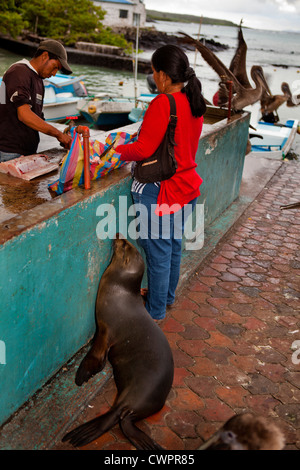 La mendicité de lions de mer du marché aux poissons, Galapagos Banque D'Images