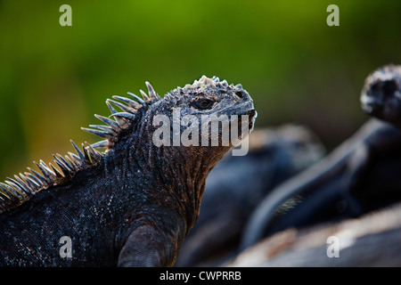 Iguanes marins, Îles Galápagos Banque D'Images