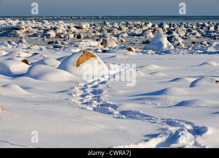 Rive de la Baie d'Hudson au début de l'hiver, Seal River Heritage Lodge, Churchill, Manitoba, Canada Banque D'Images