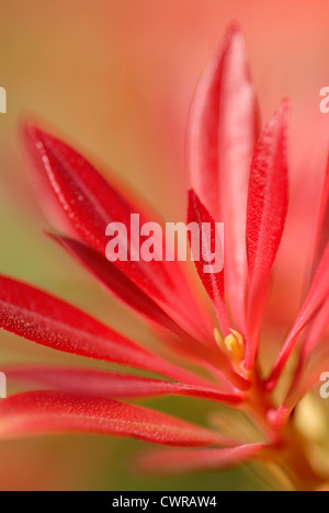 Andromède, Pieris Pieris japonica Banque D'Images