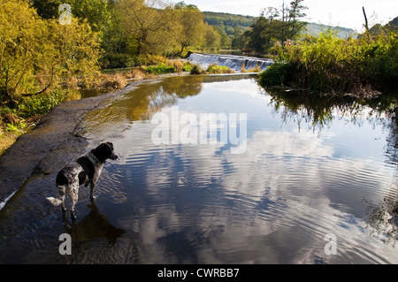 Warleigh Weir sur la rivière Avon un chien donne sur l'eau Banque D'Images